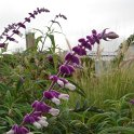 Picasa 2.7